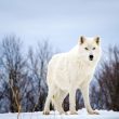 lone Arctic wolf