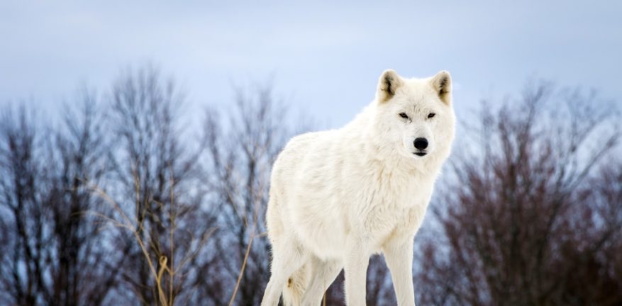 lone Arctic wolf